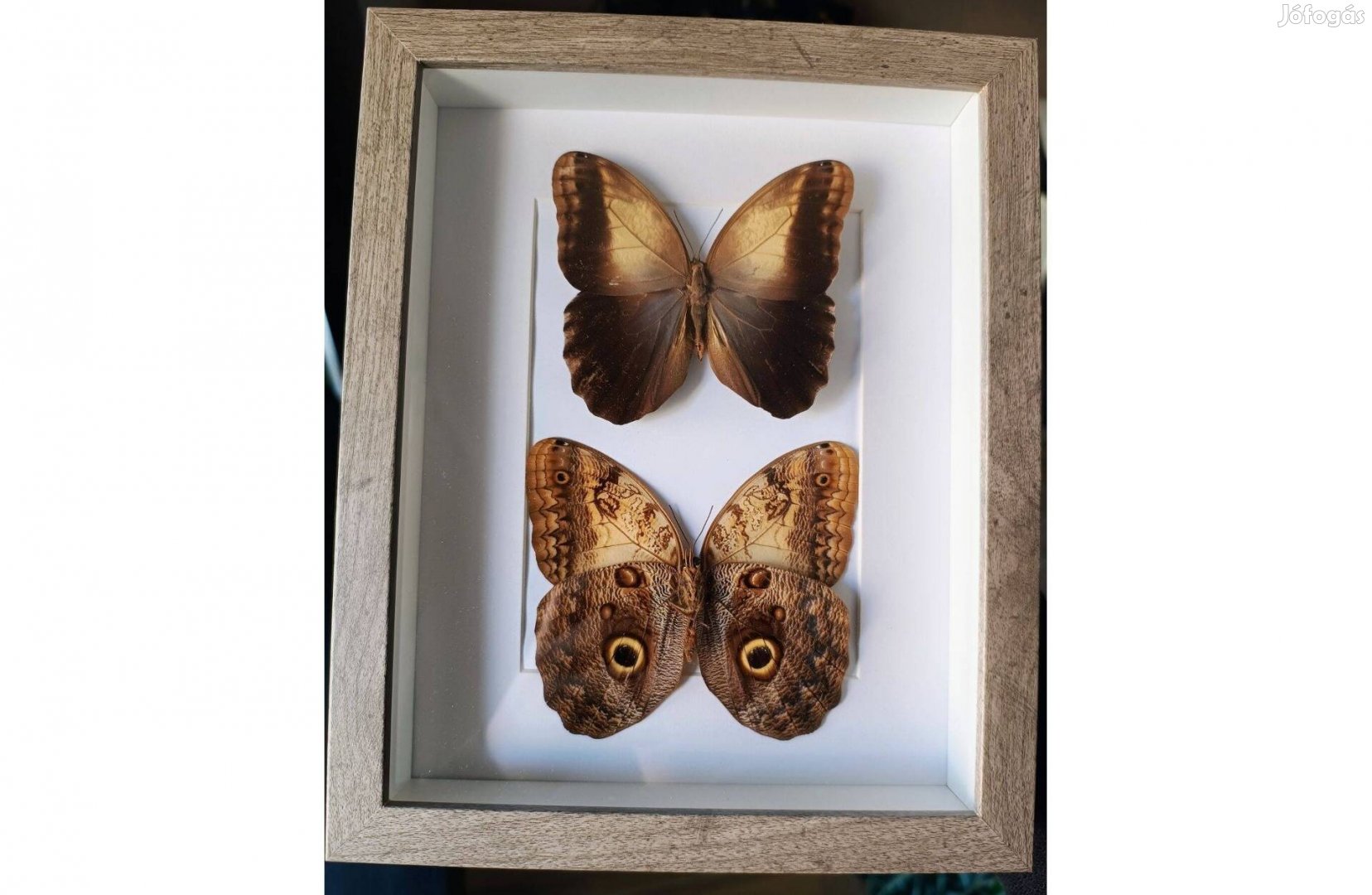 Keretezett pillangó, lepke Caligo Memnon pár ( bagolylepke) 3D keret