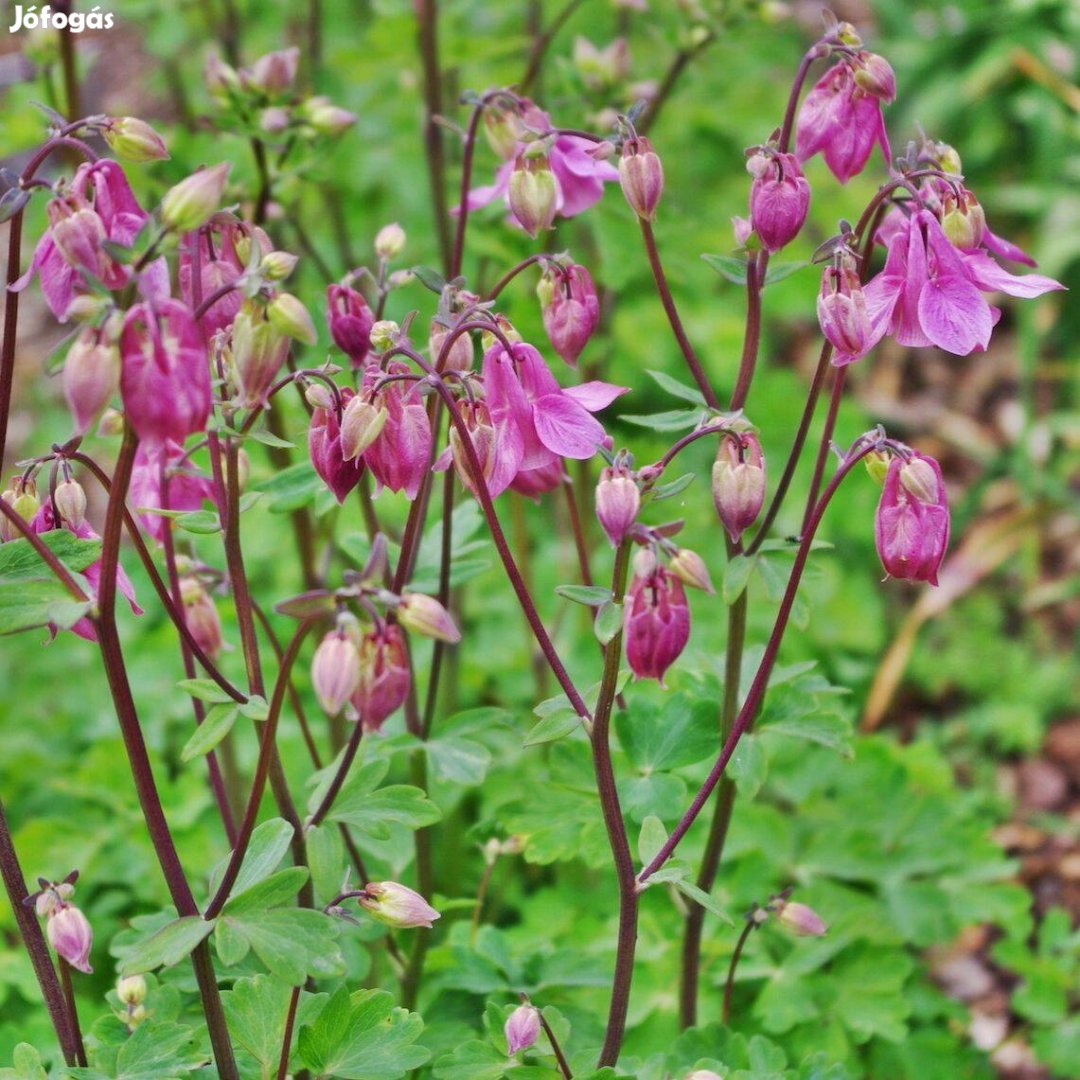 Kerti harangláb Aquilegia vulgaris rózsaszín