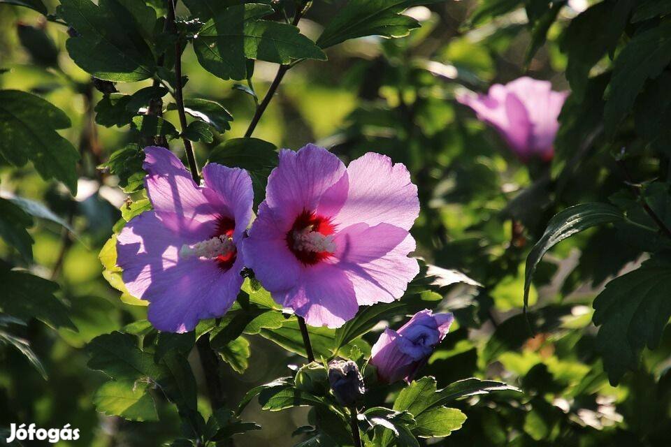 Kerti hibiszkusz Mályvacserje Hibiskus syriacus