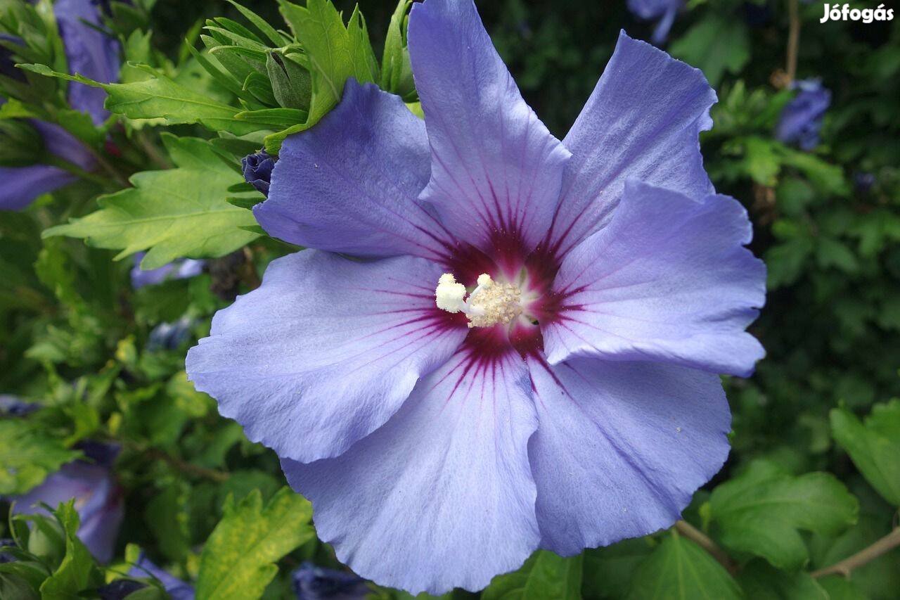 Kerti hibiszkusz (Hibiscus syriacus), kerti mályvacserje magoncok