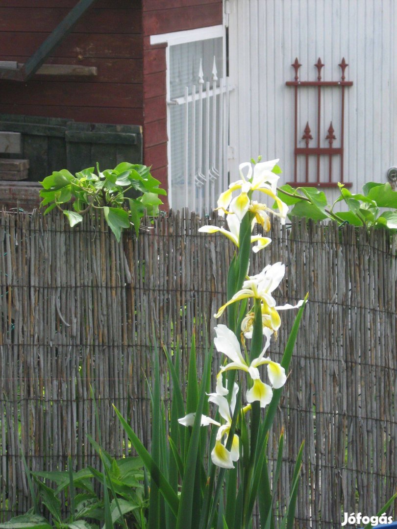 Kerti írisz - Nőszirom tövek eladóak !
