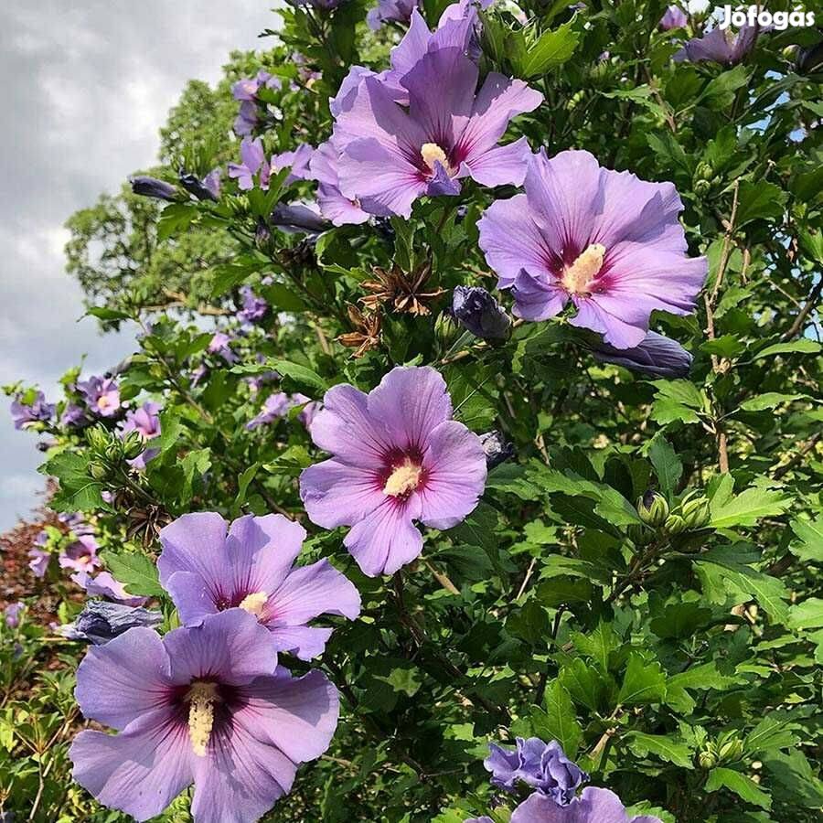 Kerti mályvacserje Hibiscus syriacus