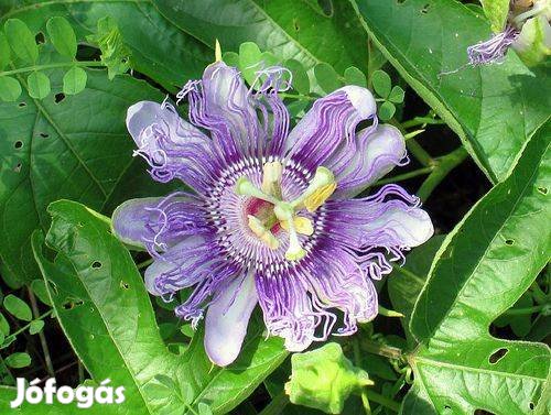 Kerti maracuja, májusialma, maypop (Passiflora incarnata)