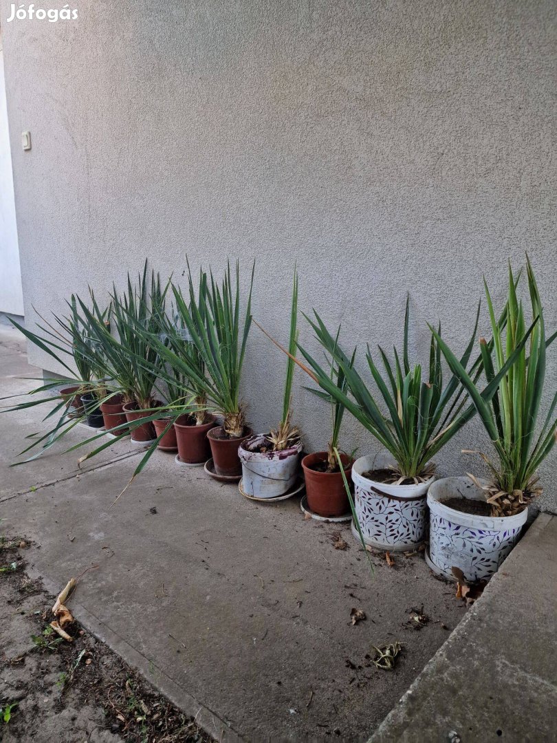 Kerti pálmaliliom (Yucca filomentosa), jukka