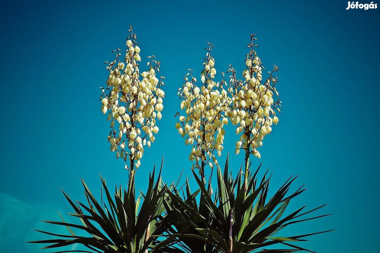 Kerti pálmaliliom (Yucca filomentosa), jukka