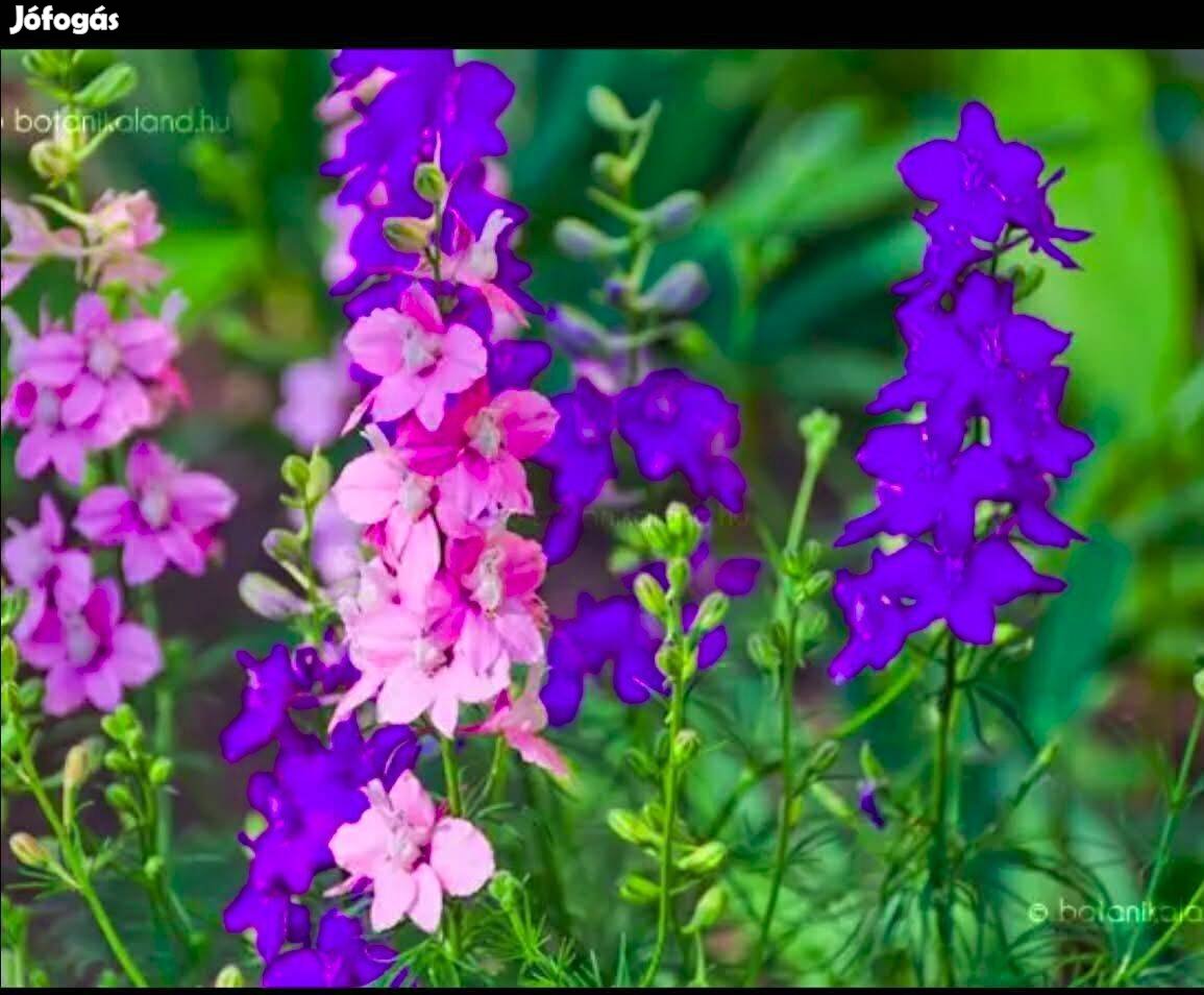 Kerti szarkaláb virágmag