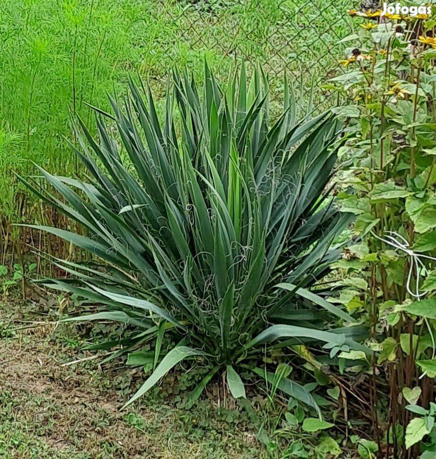 Kerti yucca, pálmaliliom