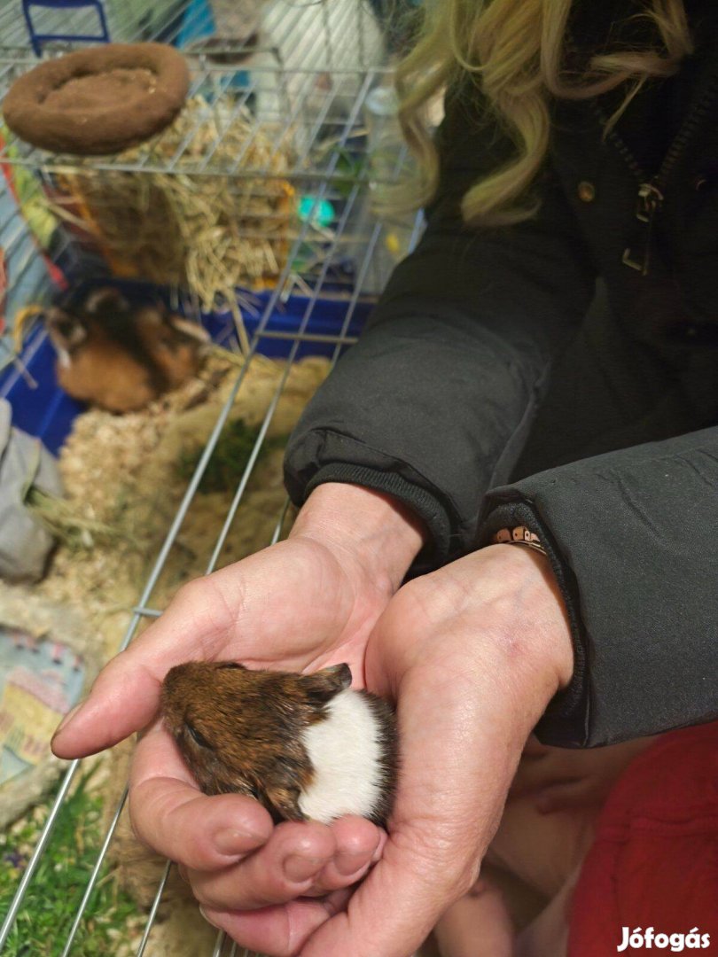 Két fiú baba tengerimalac Bp.mellet Váon ajándék ketreccel