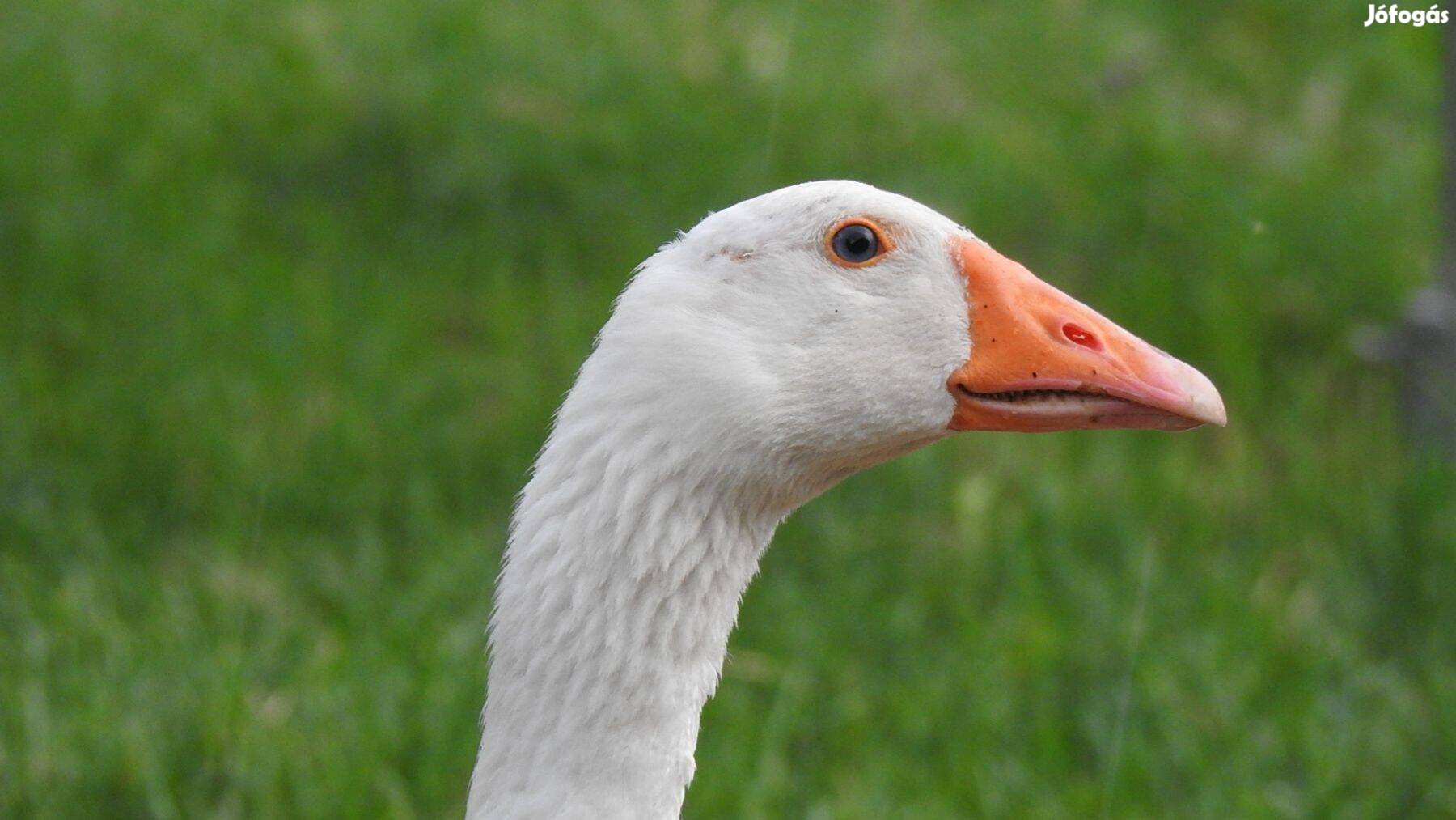 Két gyönyörű liba eladó (szabadtartású)