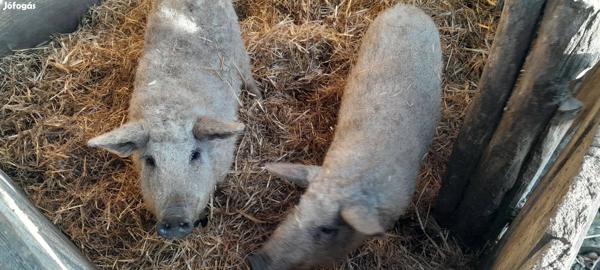 Két szőke mangalica nőstény süldő