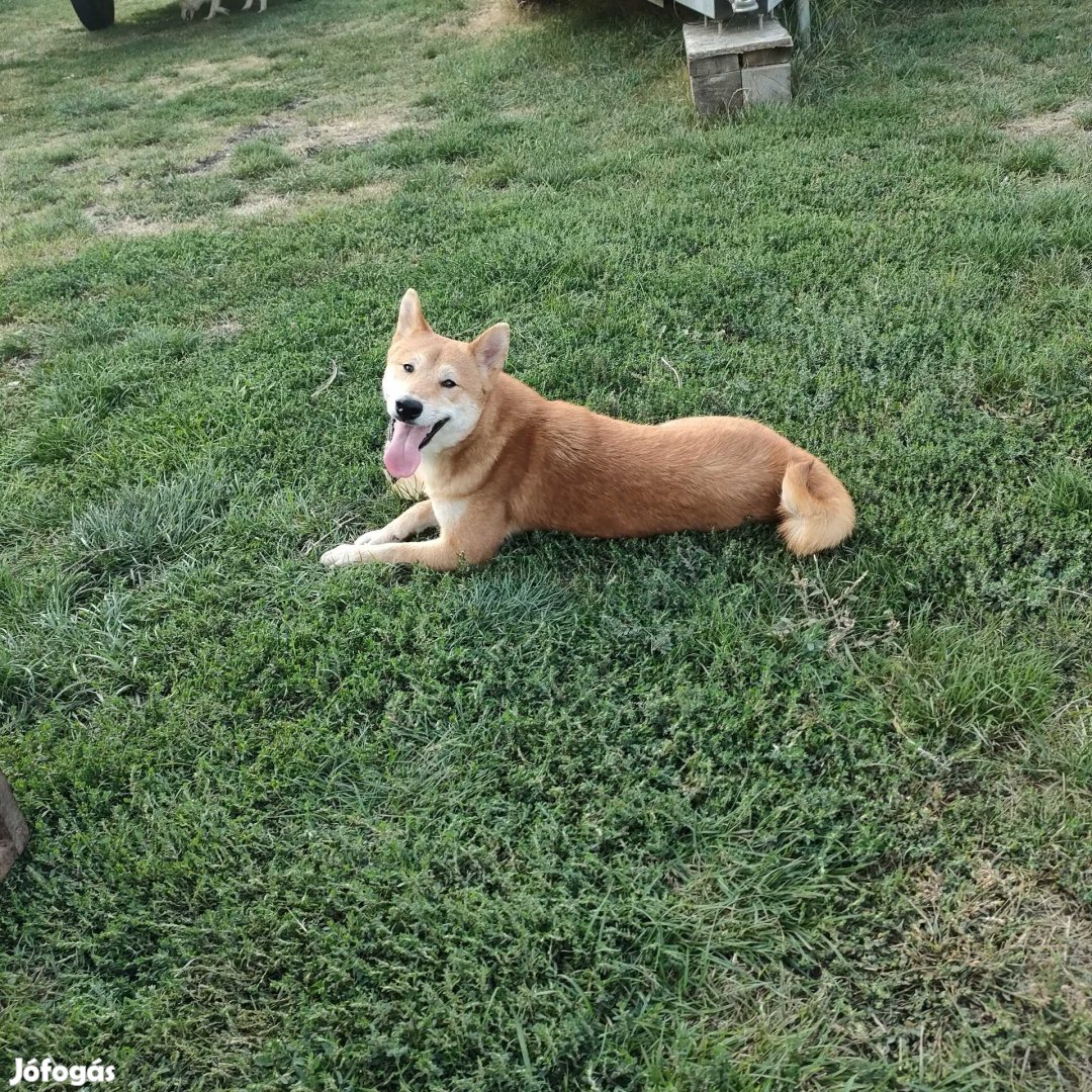 Kettő Shiba inu gazdit keresnek.