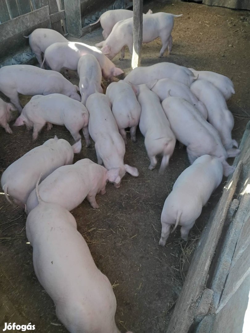 Kettő darab malac eladó!