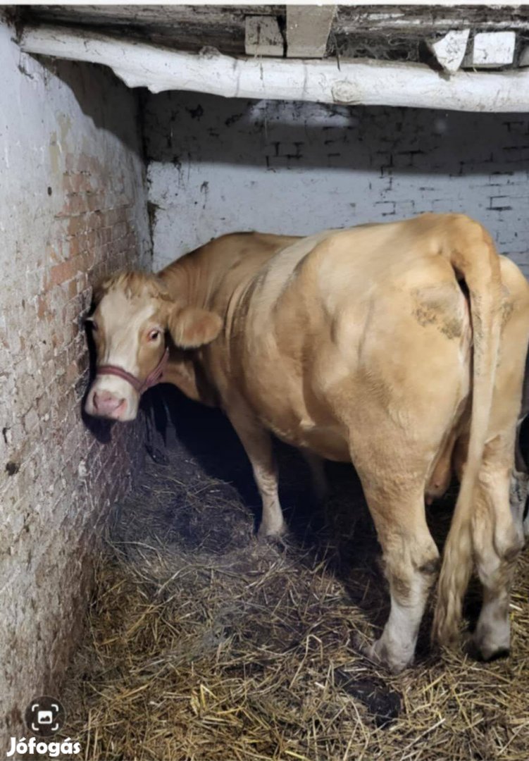 Kettő darab vemhes tehén és három darab hús hasznú borju eladó