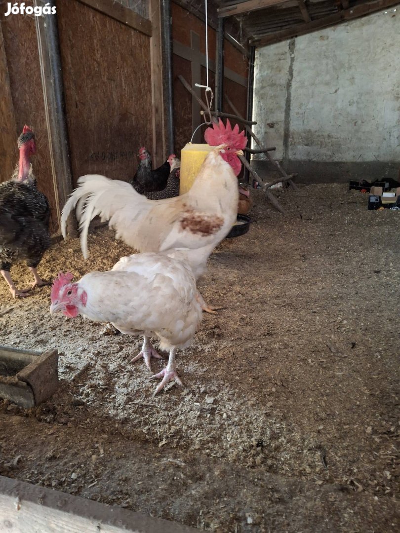 Kettős Hasznosítású Baromfi