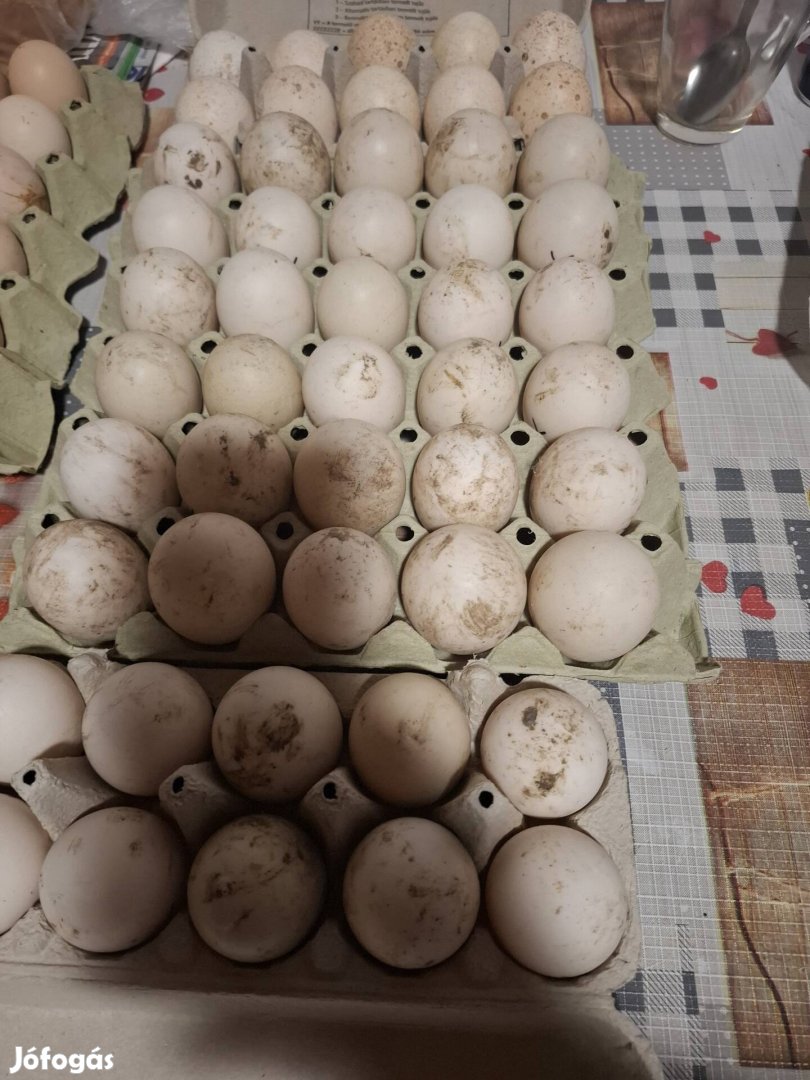 Kettős hasznu tyuk tojás és néma kacsa tojás