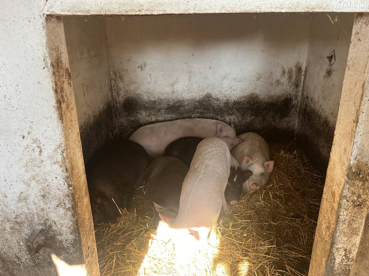 Keverék hizok eladok