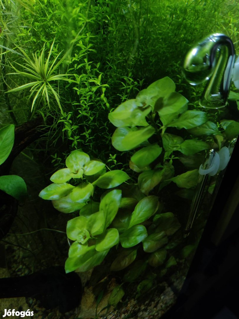 Kezdő Akvaristáknak akváriumi növény csomag, vízinövény
