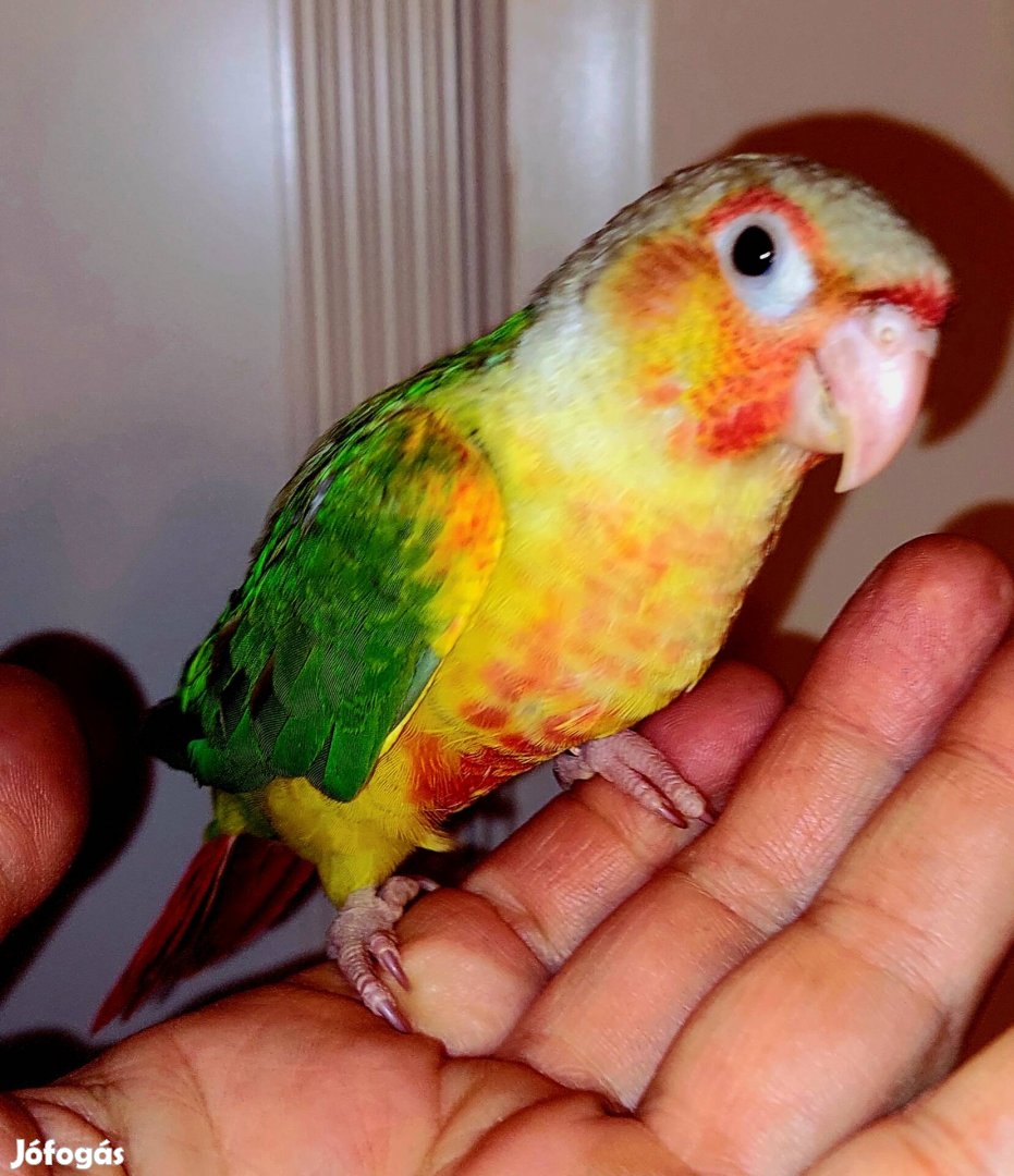 Kézzelnevelt pyrrhura papagáj 