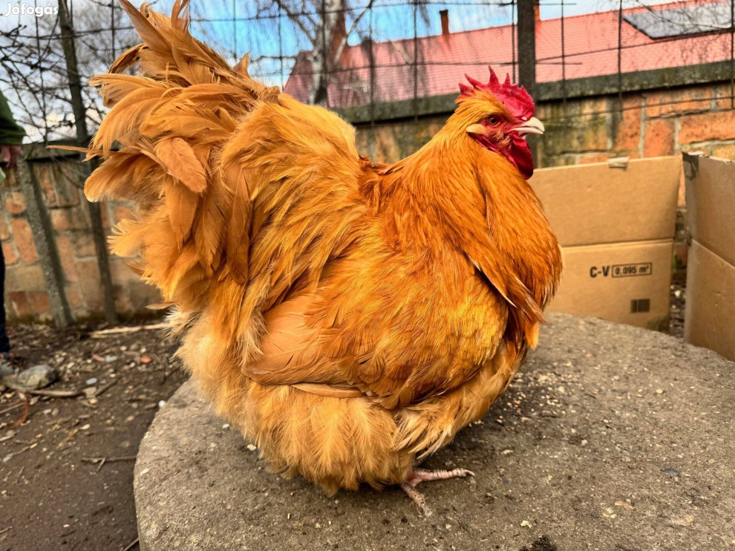 Kiállítási minőségű Orpington Tenyészcsaládtól Tenyésztojás