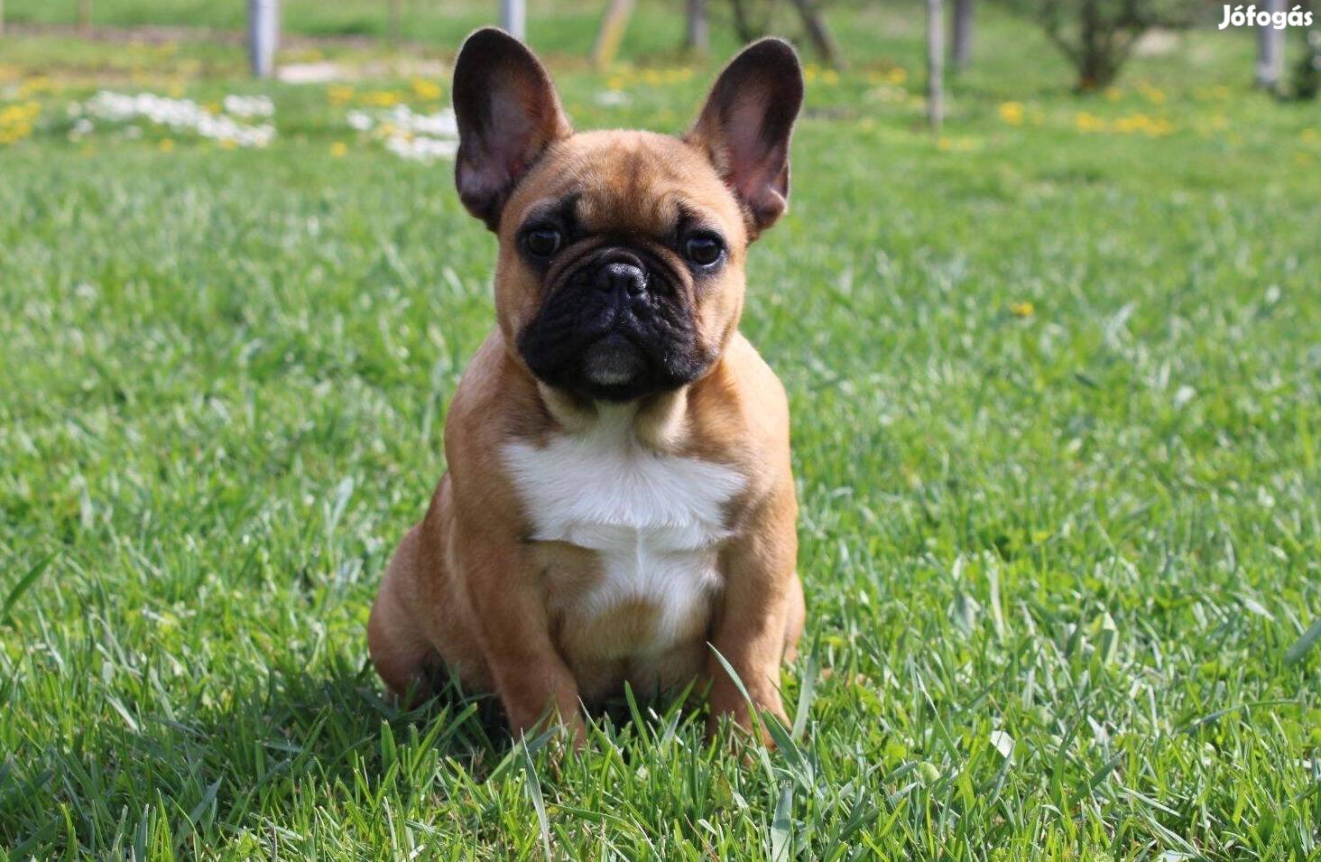 Kiállítási show minőségű francia bulldog kiskutyák