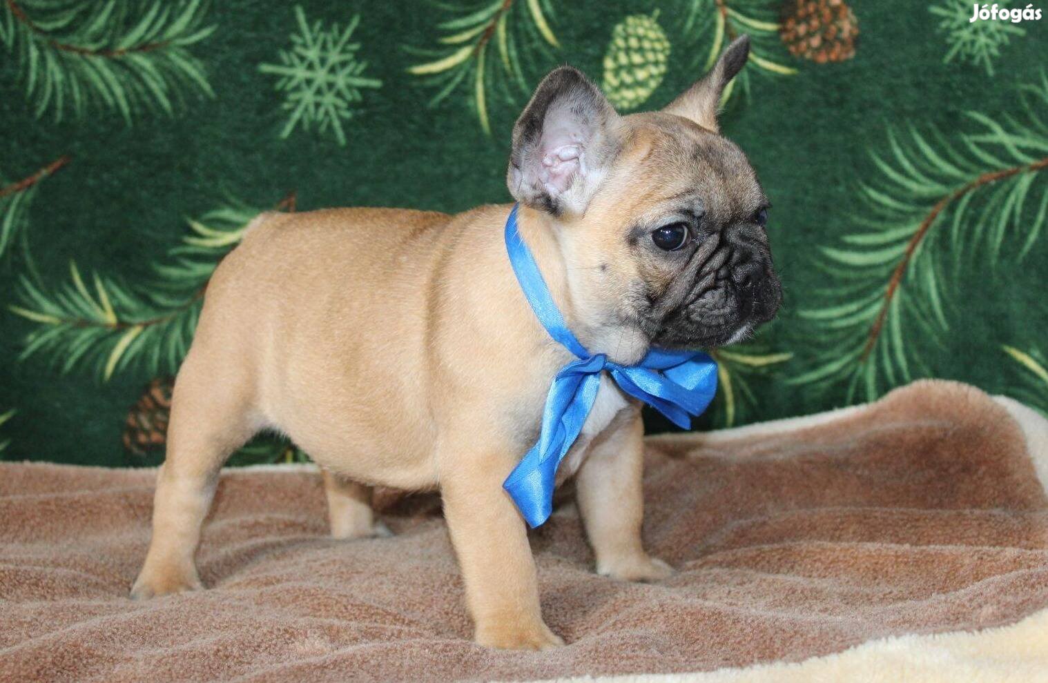 Kiállítási show minőségű francia bulldog kiskutyák