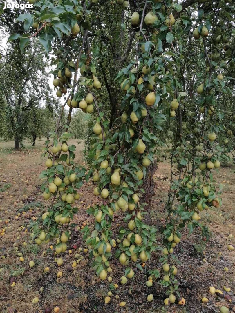 Kiffer körte eladó!