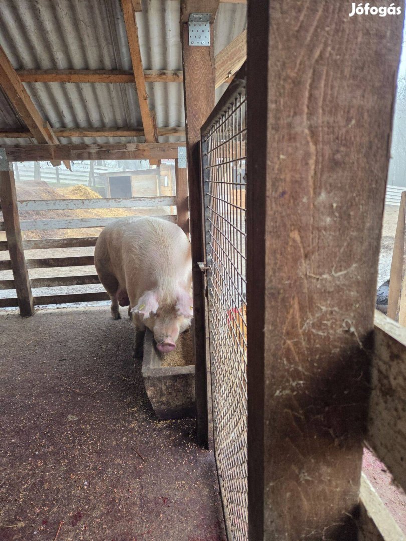 Kihízott selejt koca