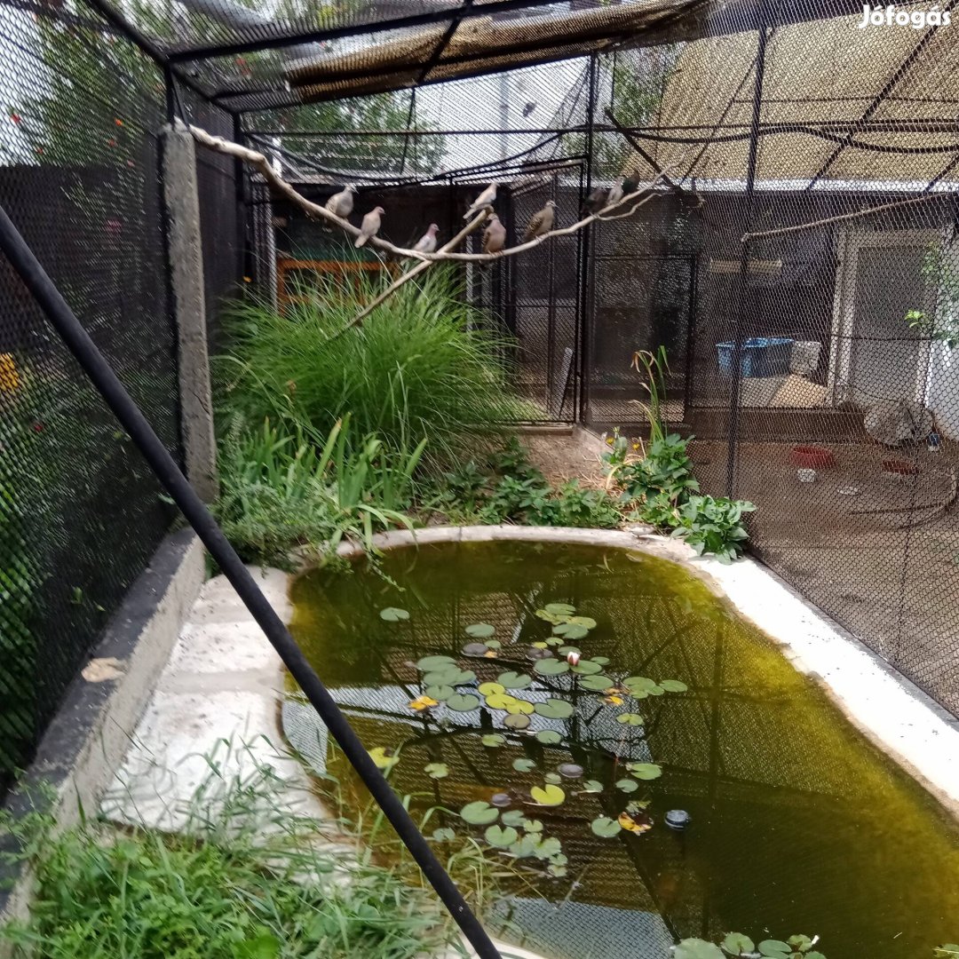 Kínai. Fülemüle.  kardinális. pinty