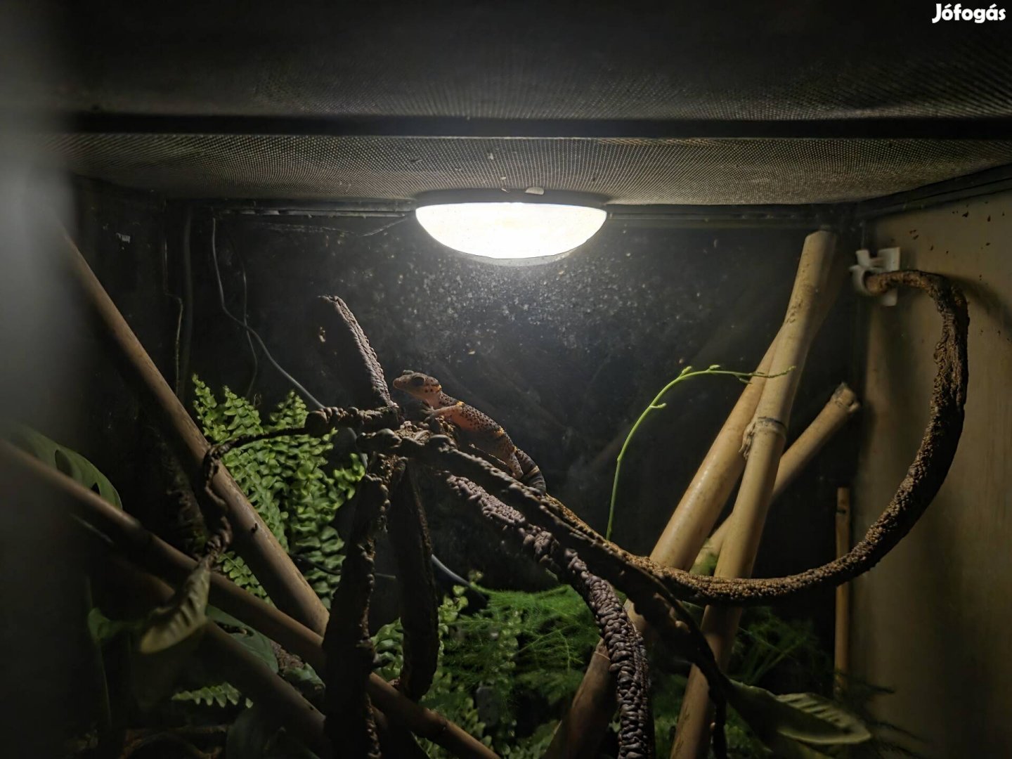 Kínai Vietnámi barlangi gekkó Goniurosaurus hainanensis