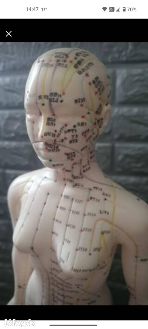 Kínai akupunktúrás modell, nő. 48/50 cm