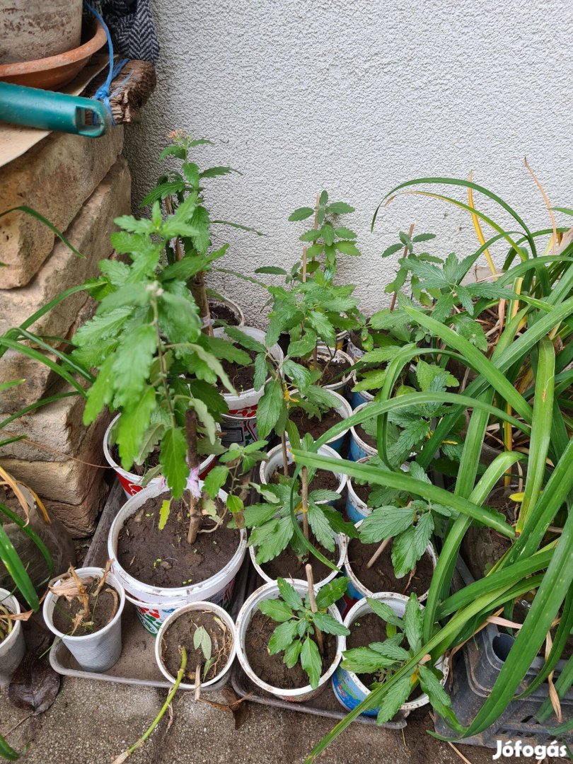 Kínai kékszakáll (Caryopteris incana) konténeres növények 500 Ft-tól