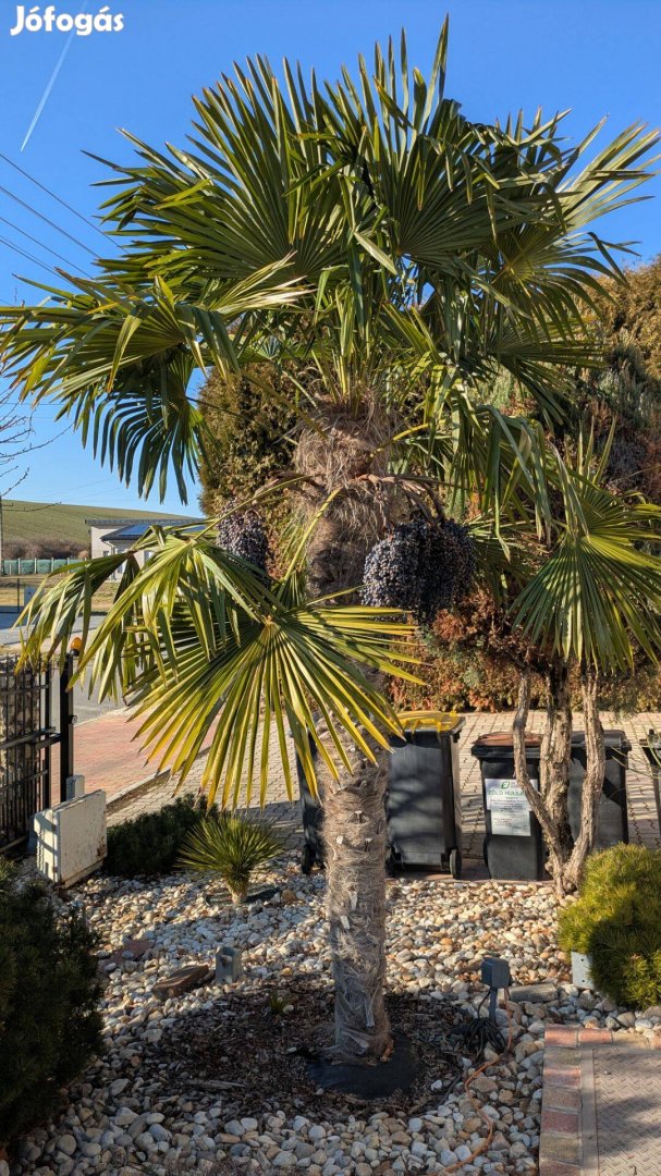 Kínai kenderpálma (Trachycarpus) 1 éves csemeték és friss magok eladók