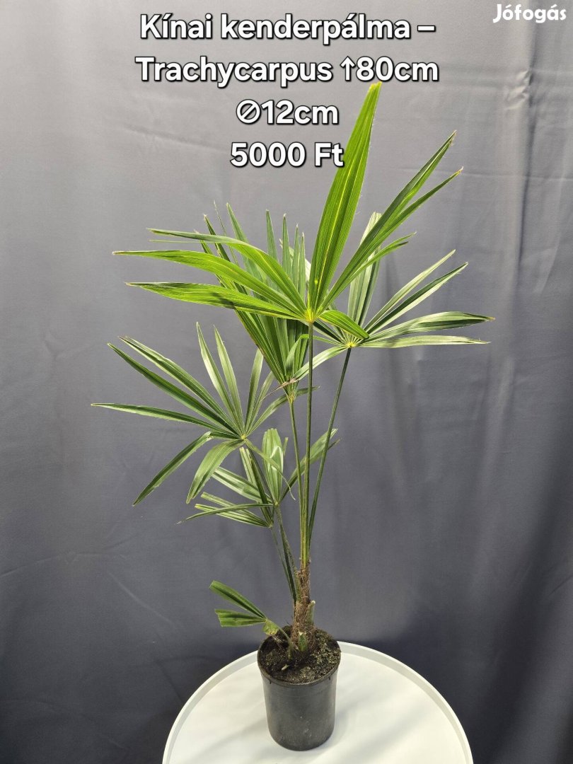 Kínai kenderpálma - Trachycarpus