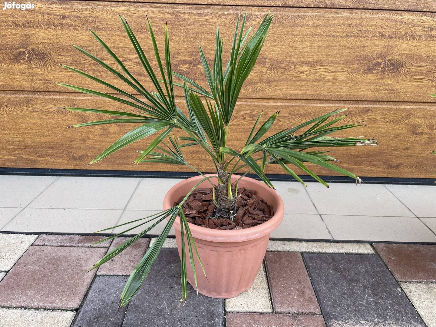 Kínai kenderpálma - Trachycarpus fortunei (pálma)