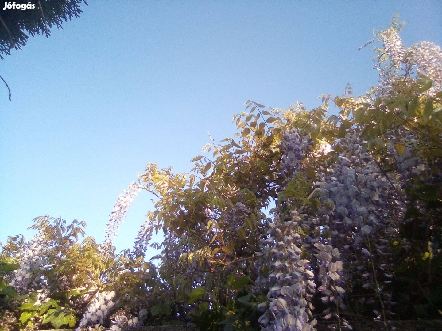 Kínai lila akác (kék akác) - (Wisteria sinensis) konténerben eladó