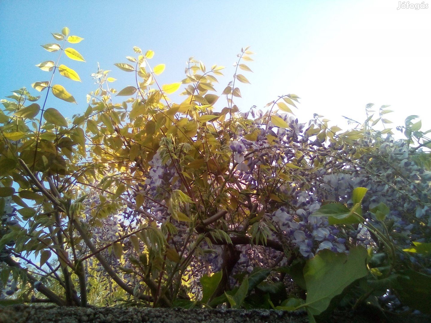 Kínai lila akác (kék akác) - (Wisteria sinensis) konténerben eladó