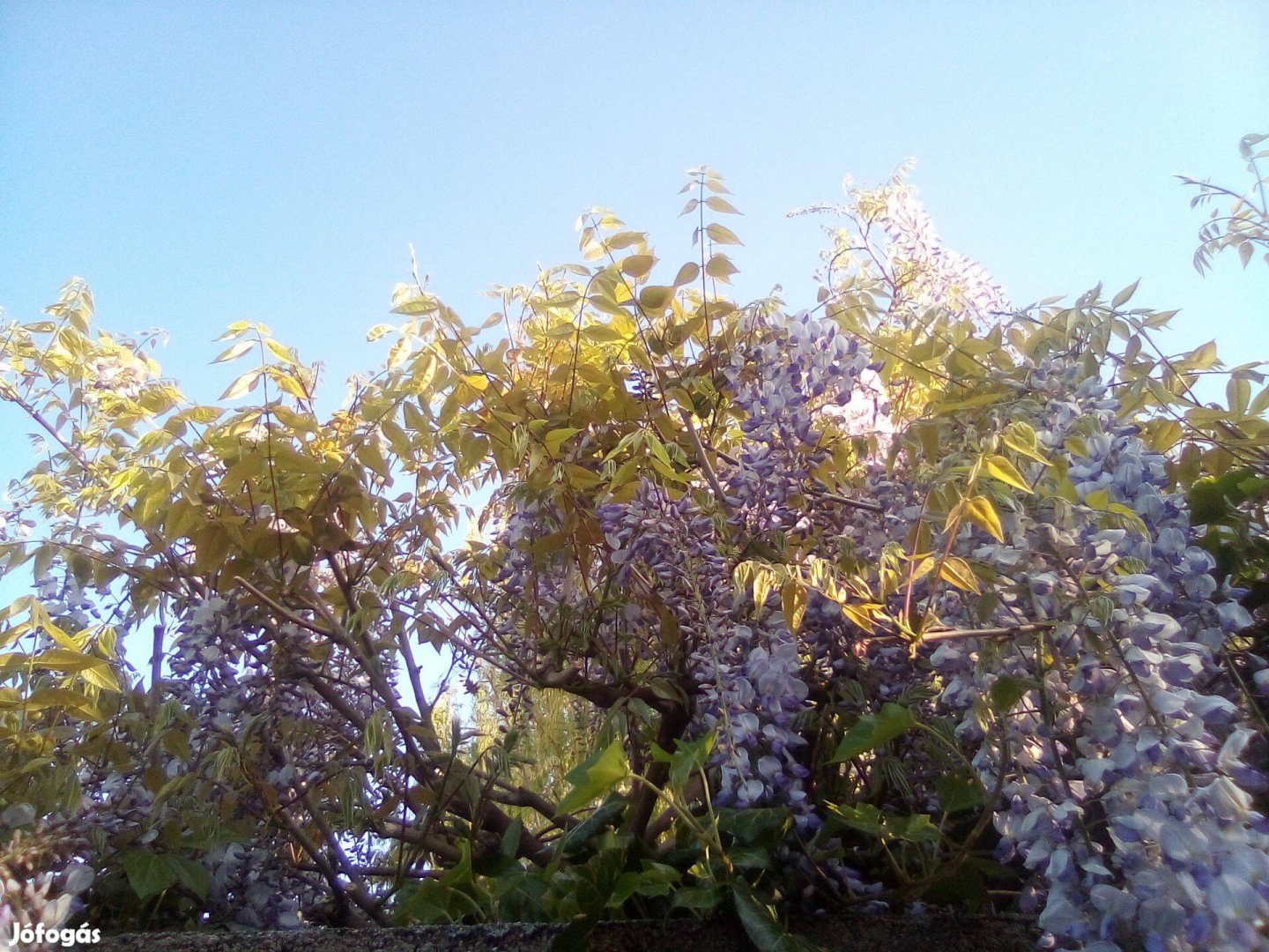 Kínai lila akác (kék akác) - (Wisteria sinensis) konténerben eladó