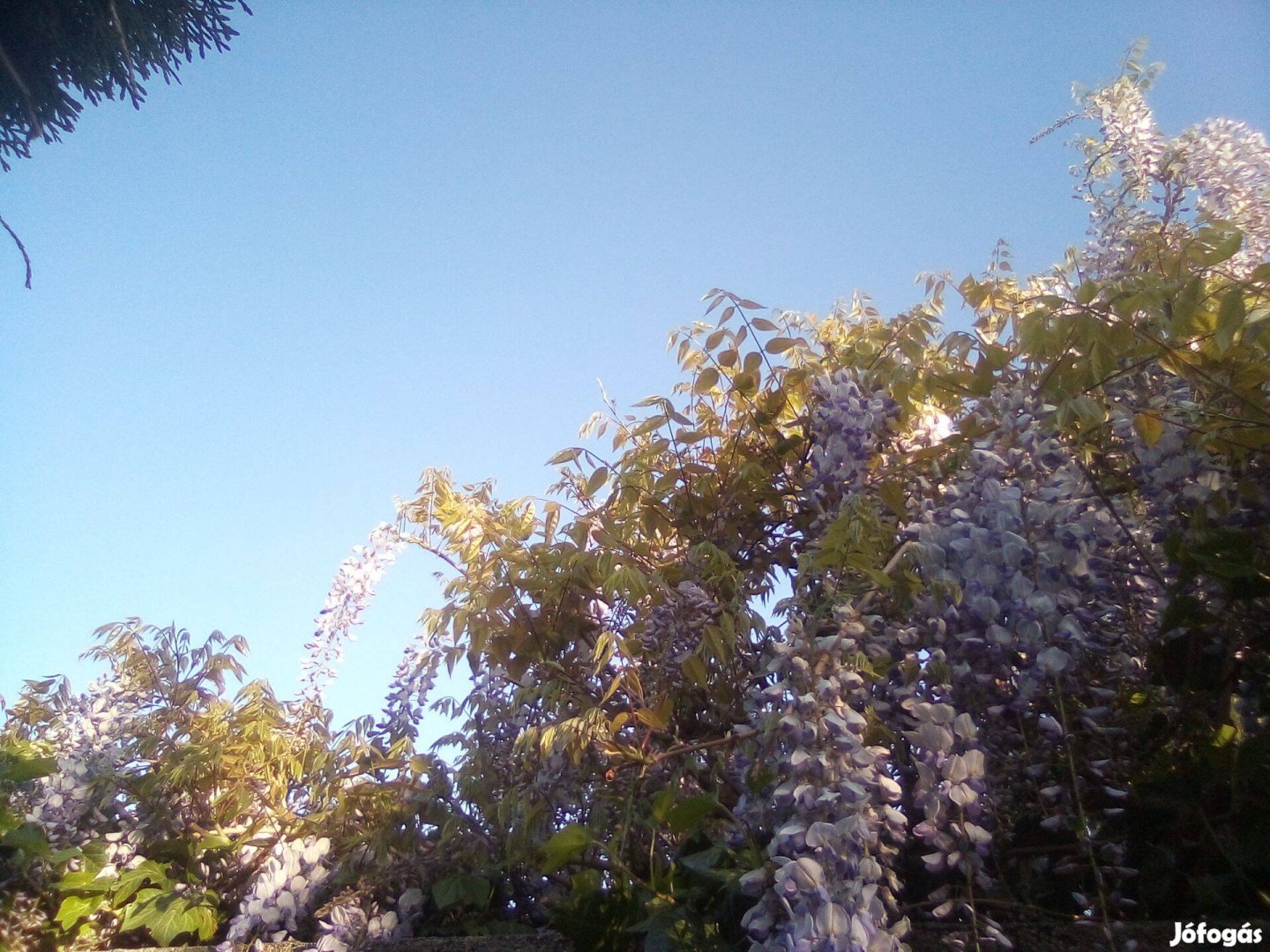 Kínai lila akác (kék akác) - (Wisteria sinensis) konténerben eladó!