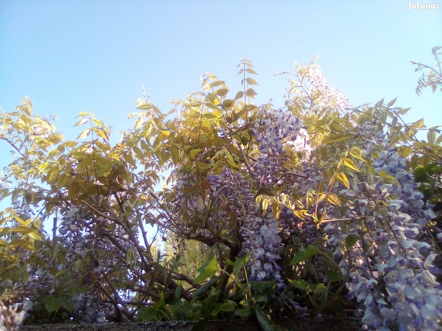 Kínai lila akác (kék akác) - (Wisteria sinensis) konténerben eladó!