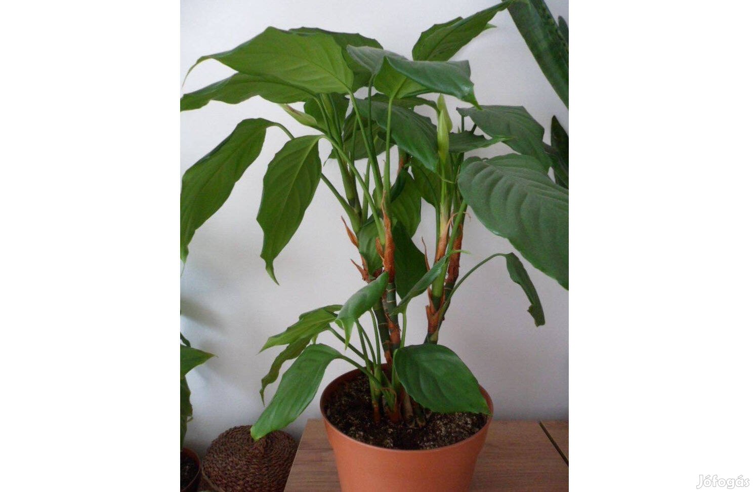 Kínai rákvirág (Aglaonema modestum)
