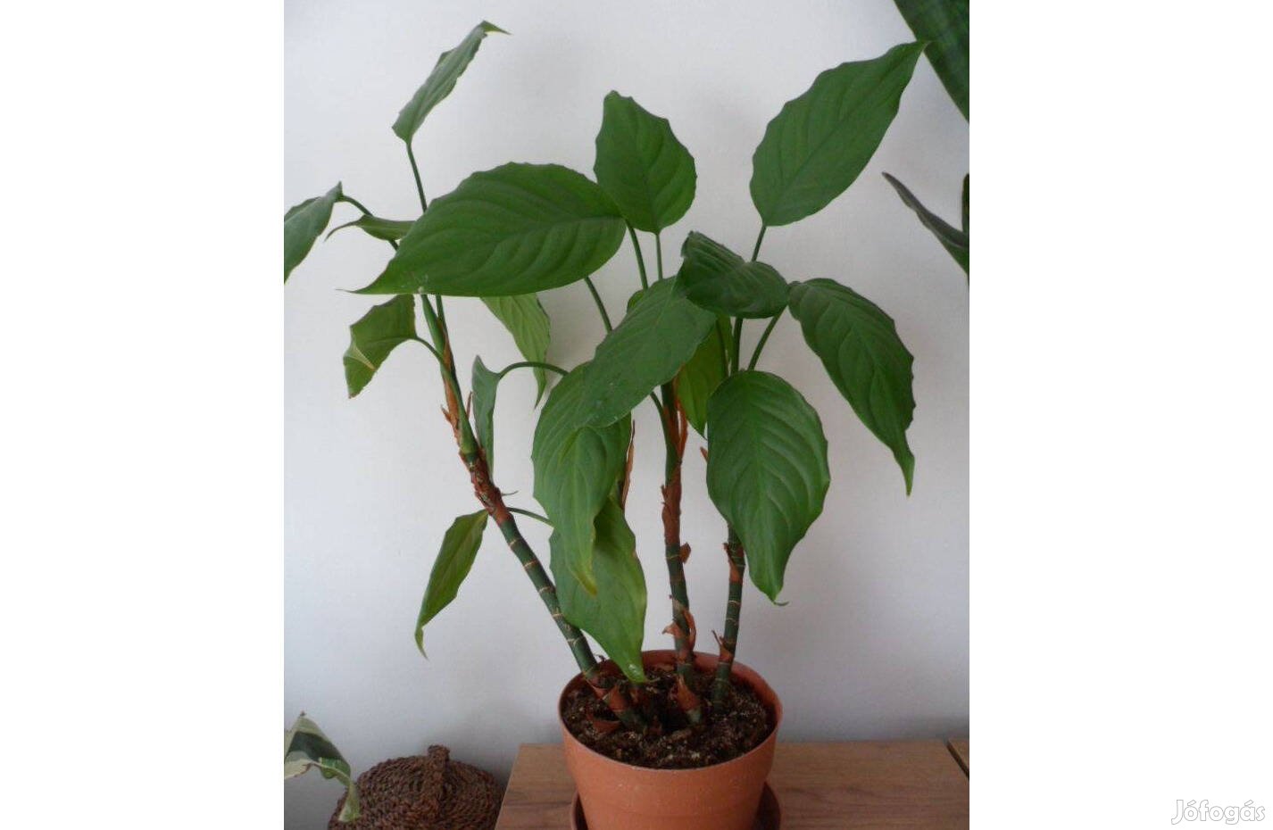 Kínai rákvirág (Aglaonema modestum)