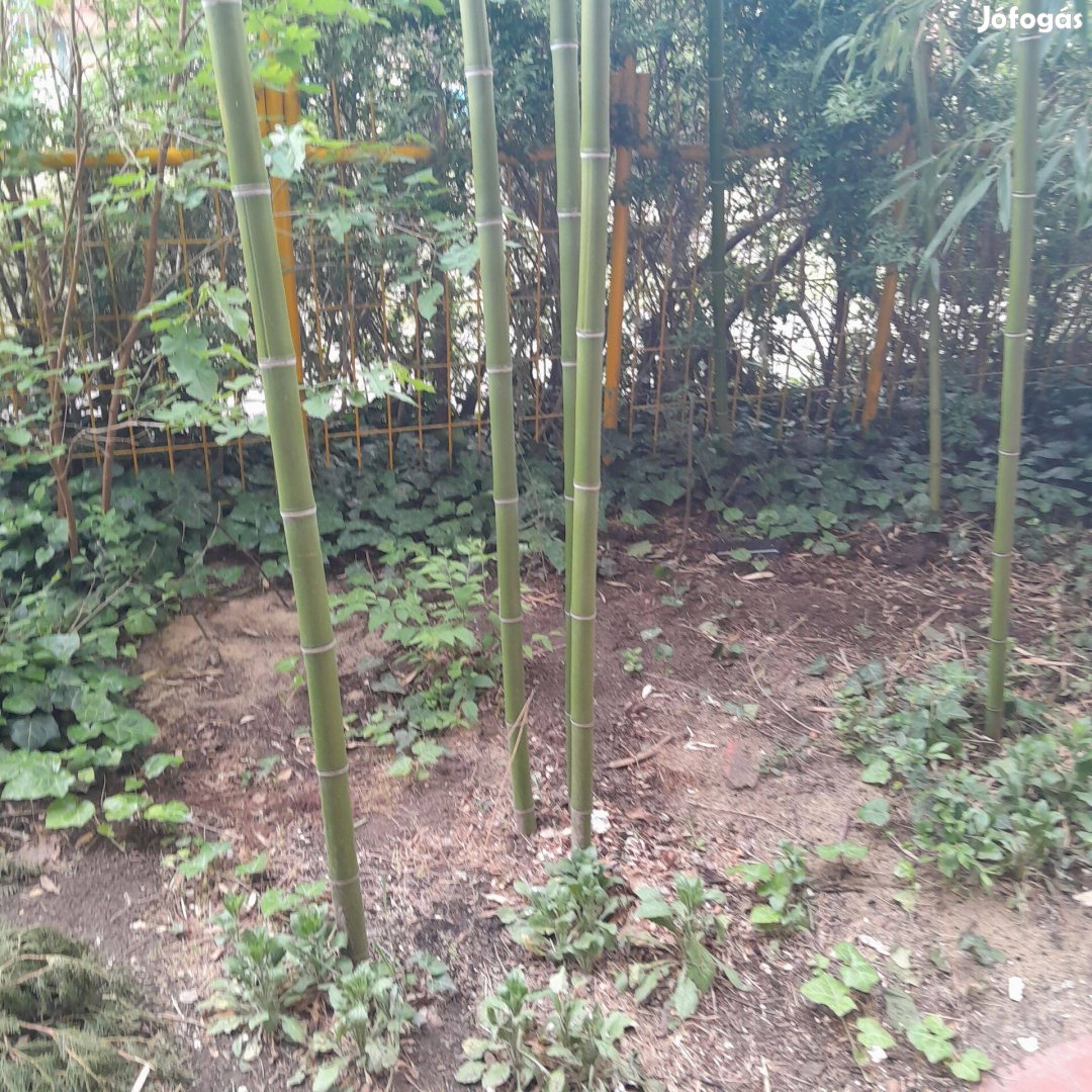 Kínai zöld bambusz
