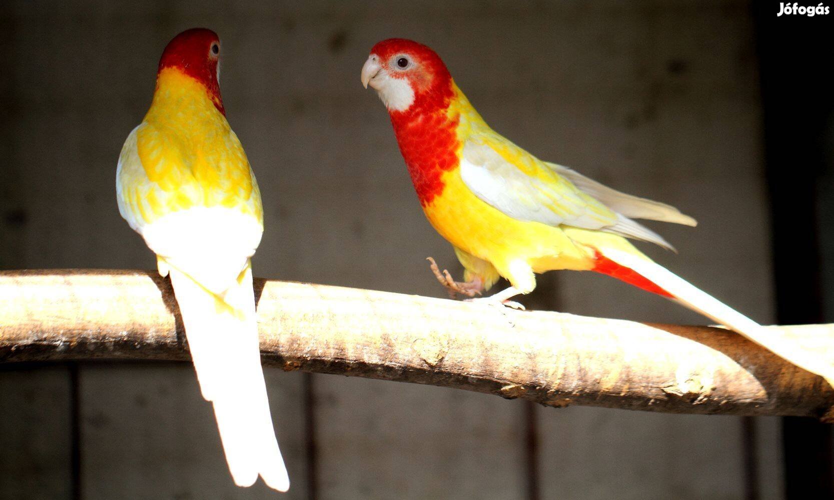 Király és Rozella papagáj , Papagájok