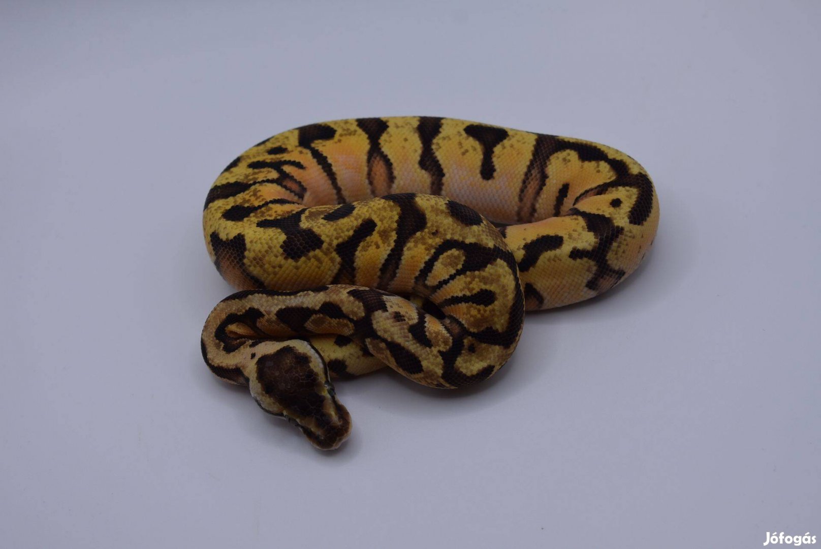 Királypiton - Pastel Enchi OD HGW YB