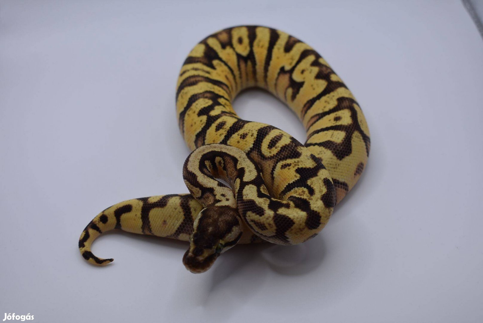 Királypiton - Pastel OD HGW YB