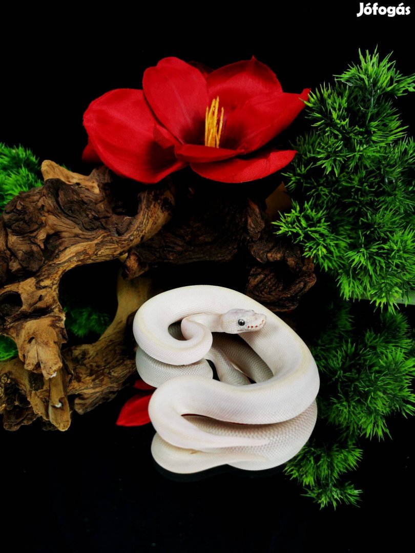 Királypiton eladó - BEL - terrárium, akvárium, kígyó, boa