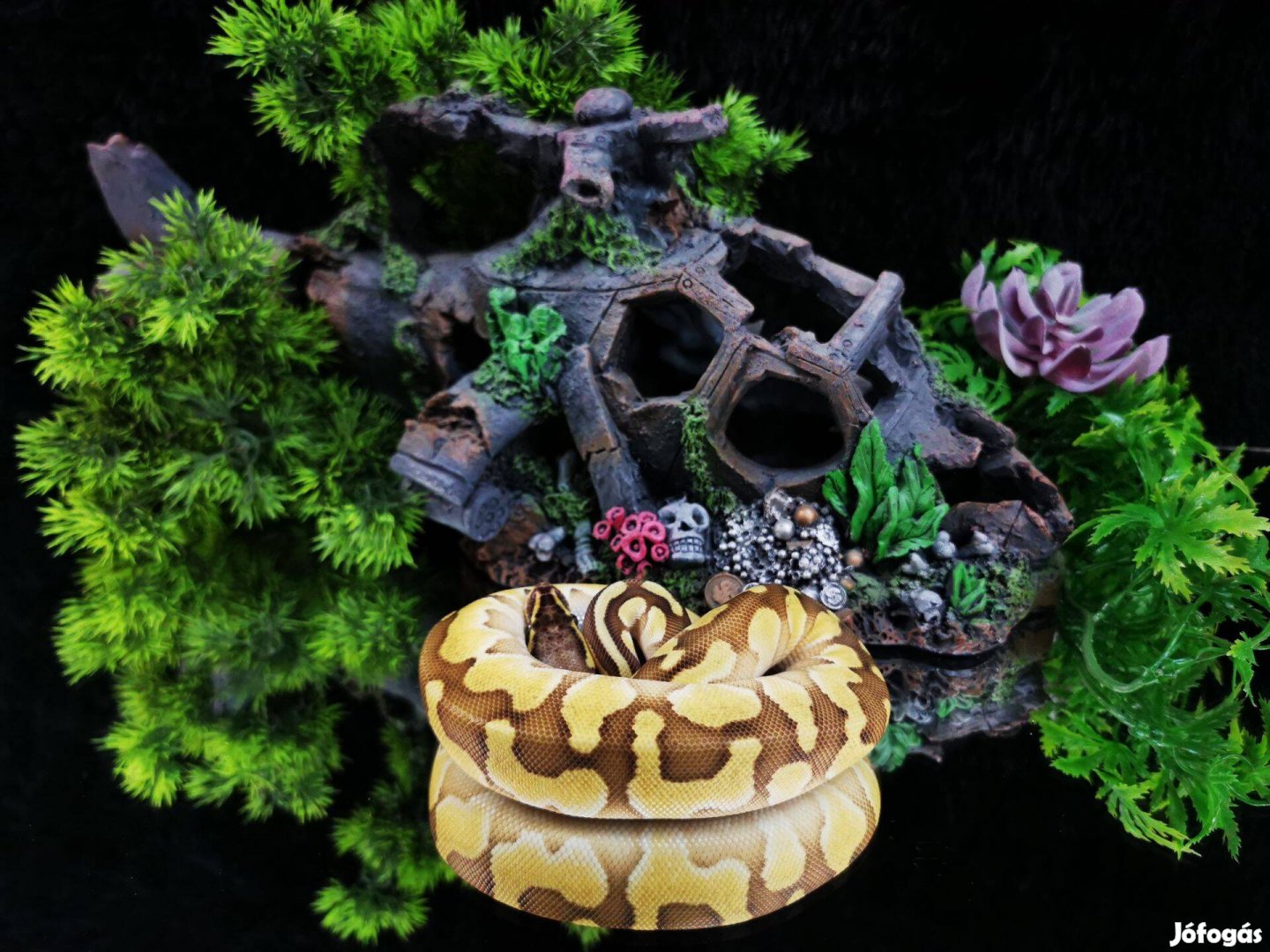 Királypiton eladó - Pastel Butter Enchi - terrárium, akvárium, kígyó