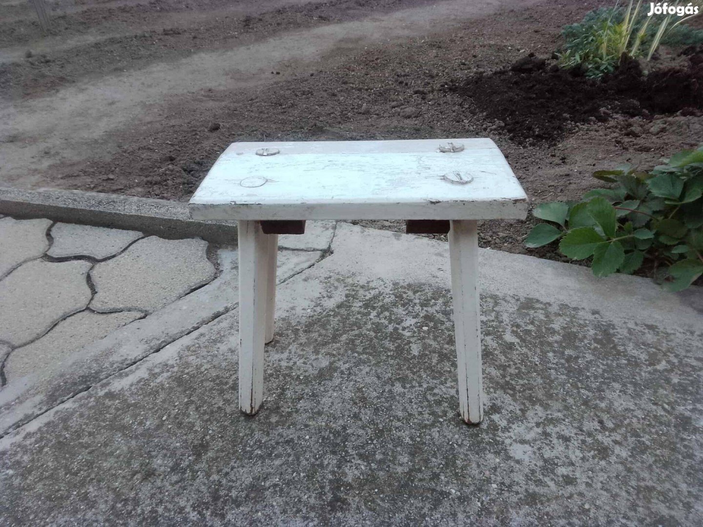 Kis fehér sámli eladó