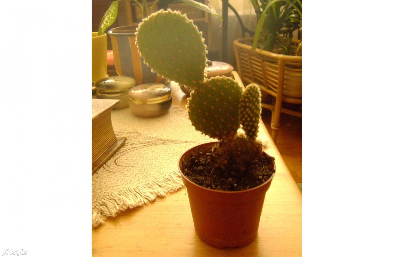Kis kaktusz, 8 cm-es cserépben