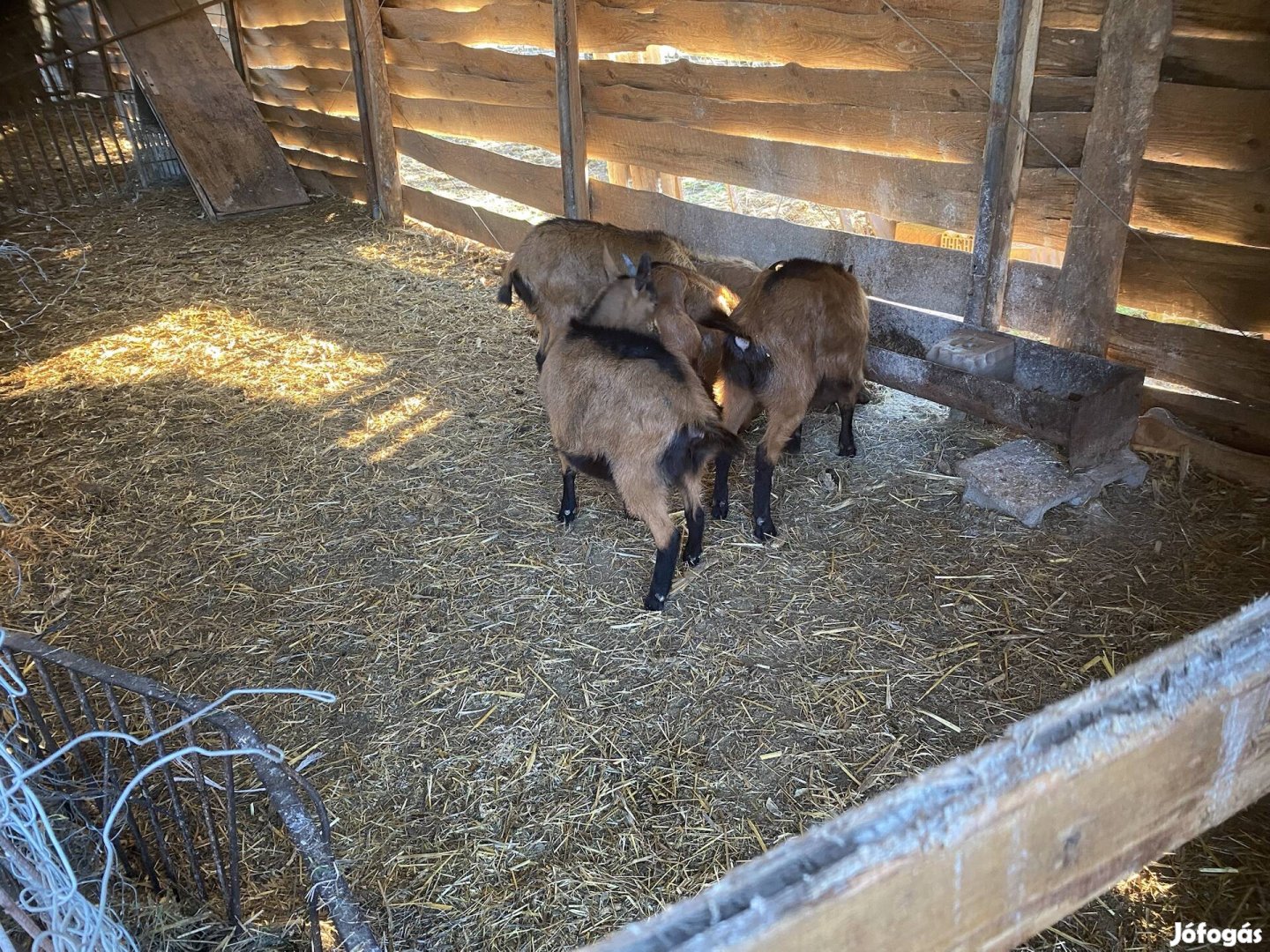 Kis kecskék kecske slpesi eladók tejelő allományból
